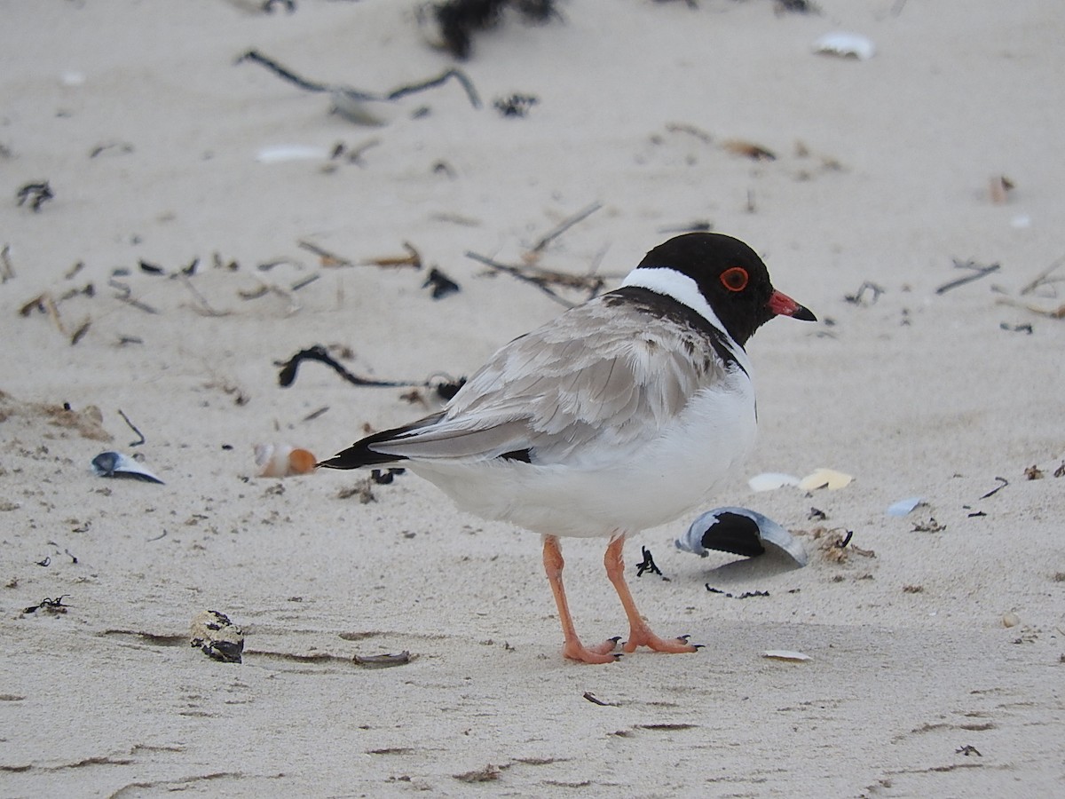 Hooded Plover - George Vaughan