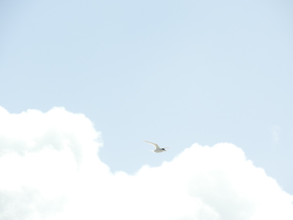 Australian Fairy Tern - George Vaughan