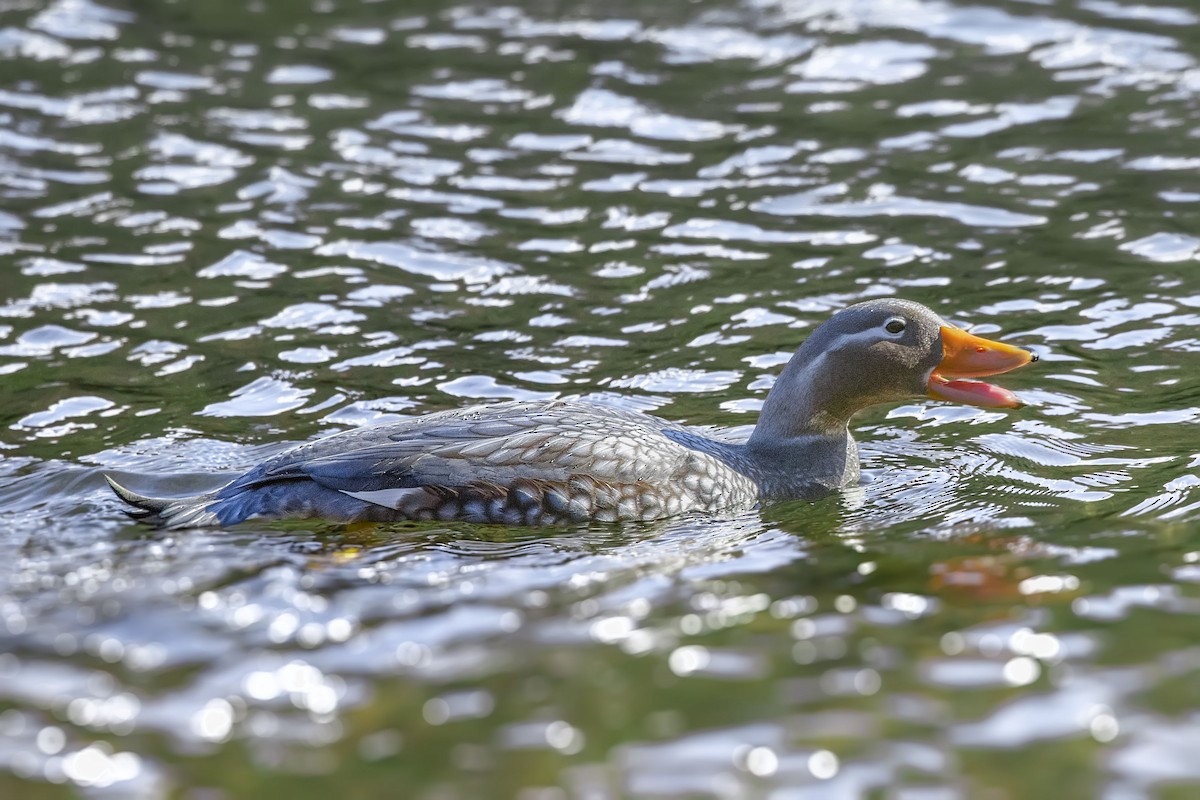 Flying Steamer-Duck - ML282946231