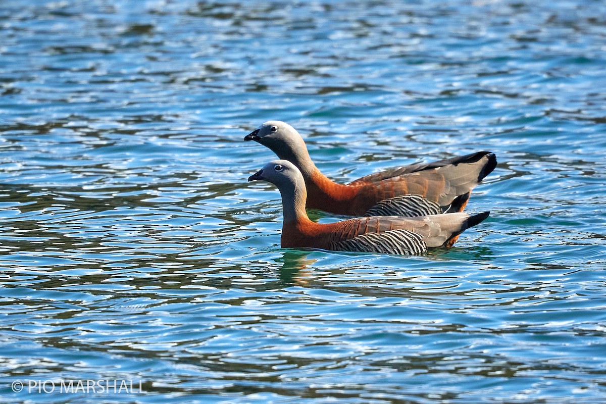 Ashy-headed Goose - ML282946341