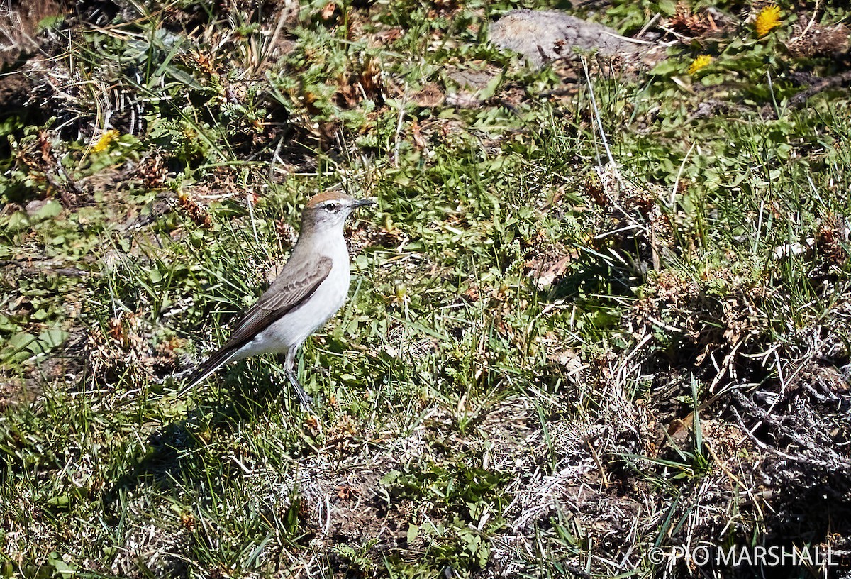 White-browed Ground-Tyrant - ML282946601