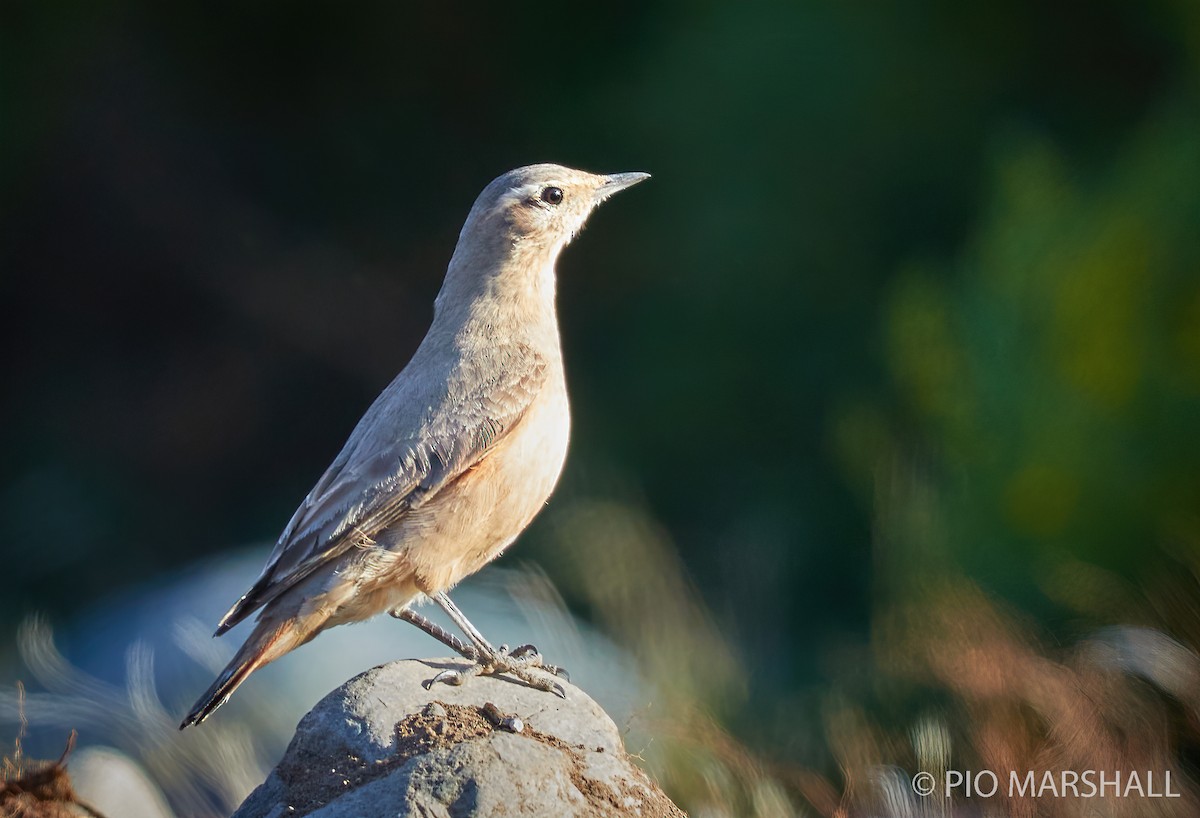 Rufous-banded Miner - Pio Marshall