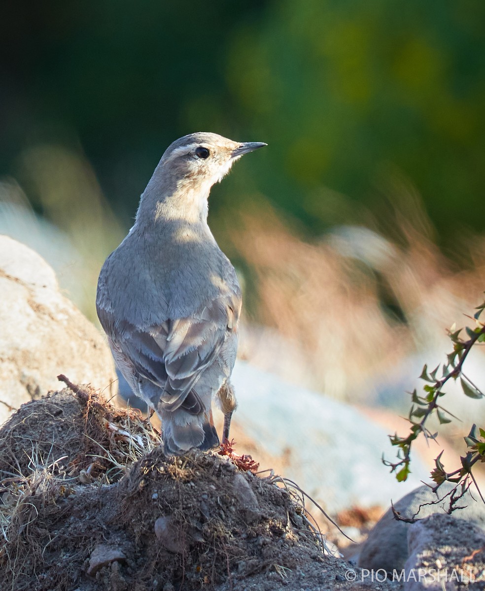 Rufous-banded Miner - ML282946791