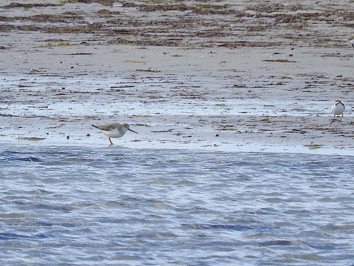 Terekwasserläufer - ML282947081