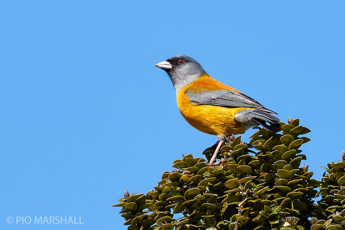 Patagonian Sierra Finch - Pio Marshall