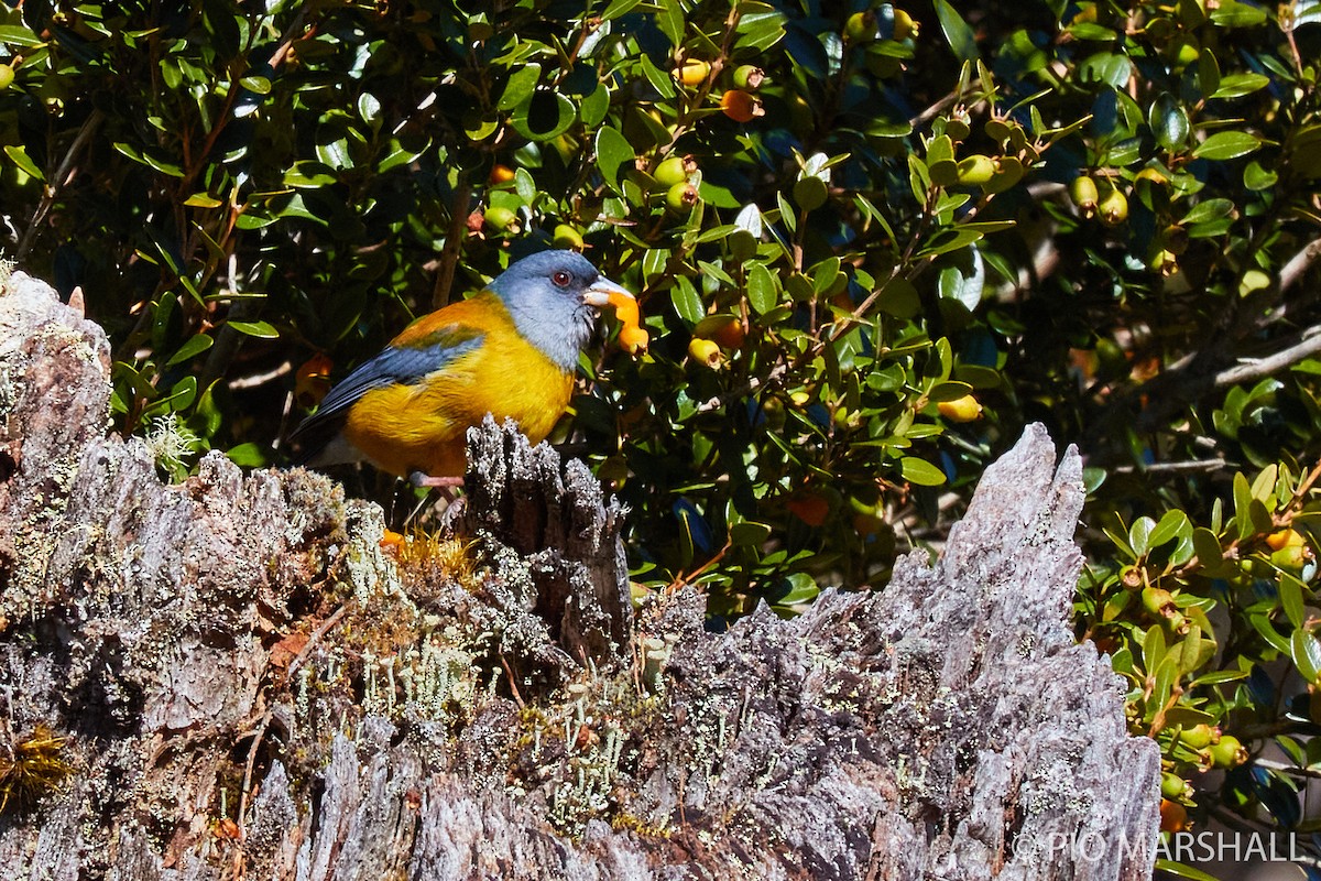 Patagonian Sierra Finch - ML282947961