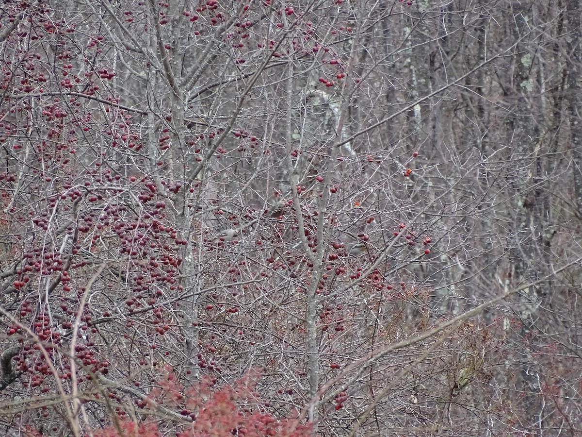 Pine Grosbeak - ML282948961