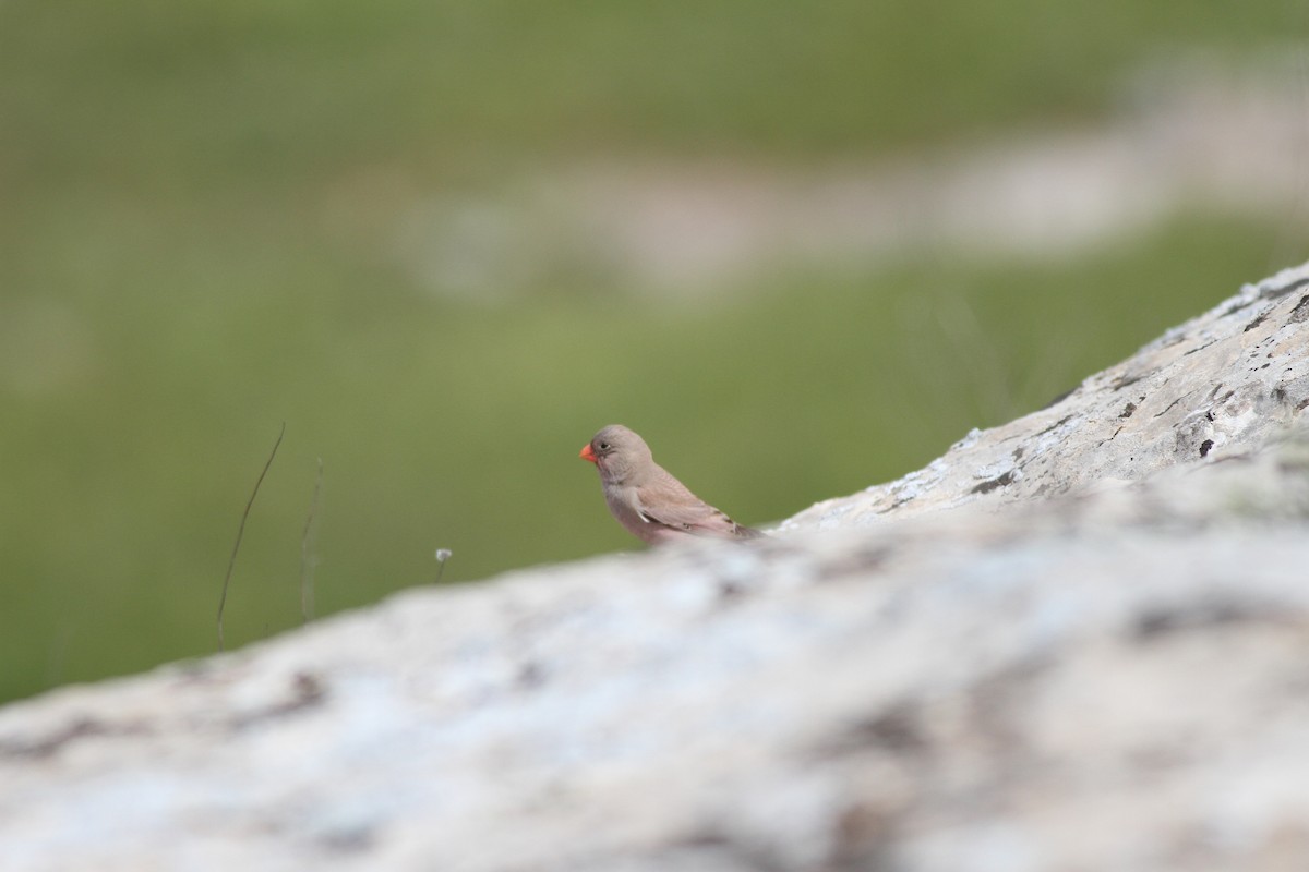 Trumpeter Finch - Mehmet Mahmutoğlu