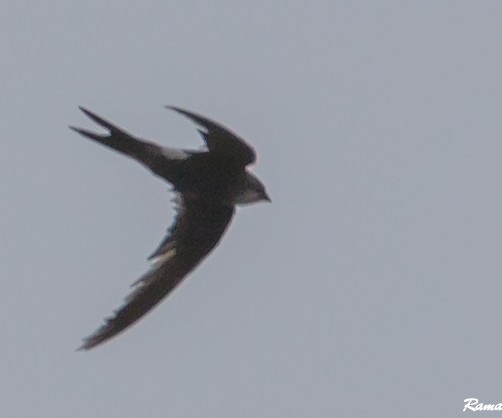 Blyth's Swift - Rama Neelamegam