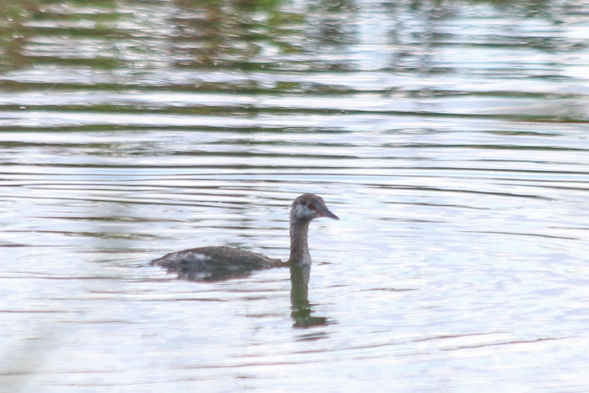 Horned Grebe - Jen Sanford