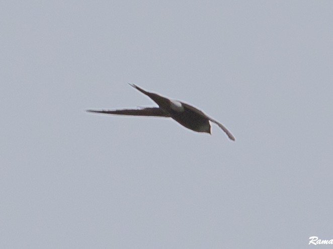 Blyth's Swift - Rama Neelamegam