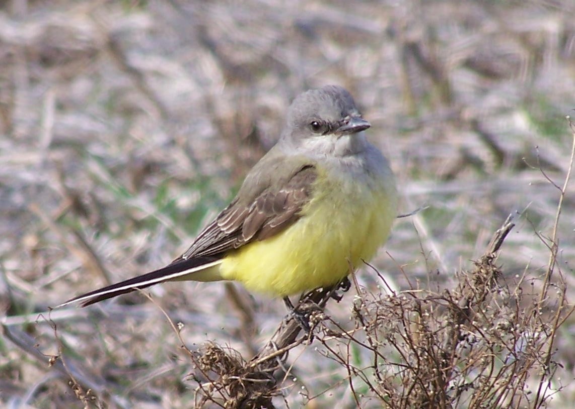 Western Kingbird - ML282953331