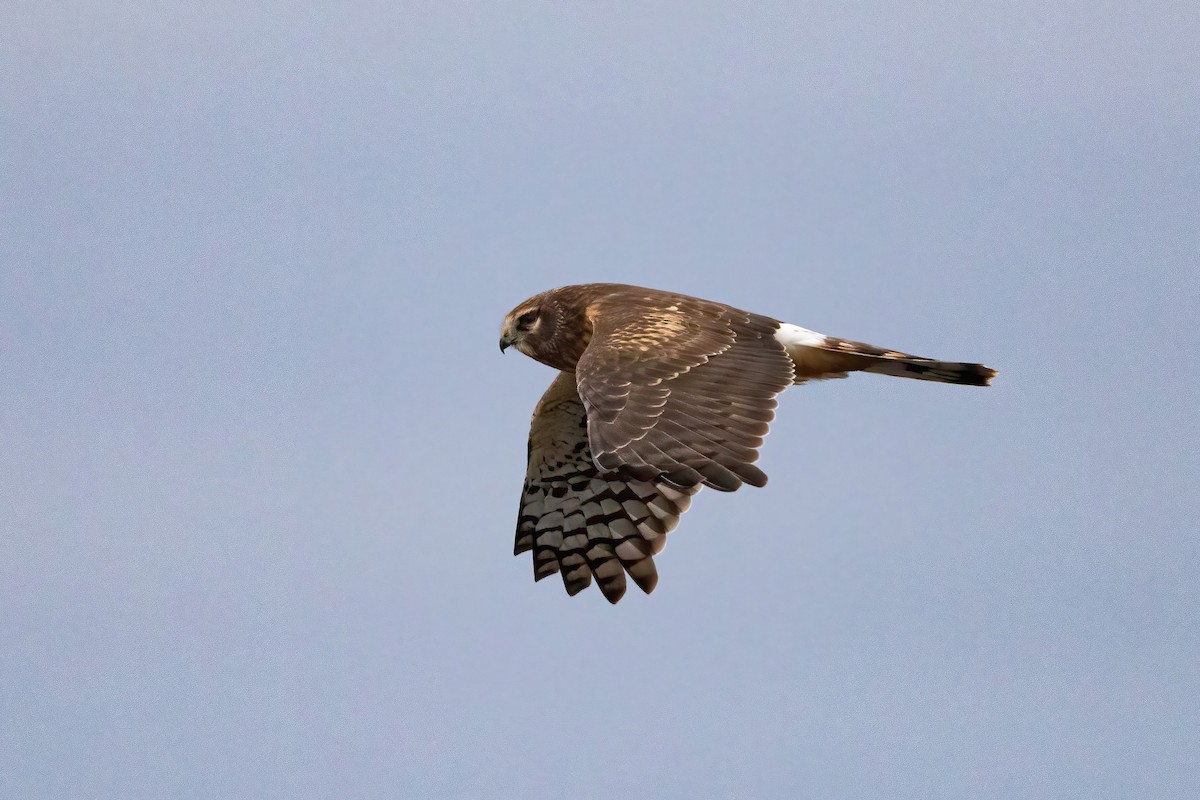 Northern Harrier - Sam Zhang