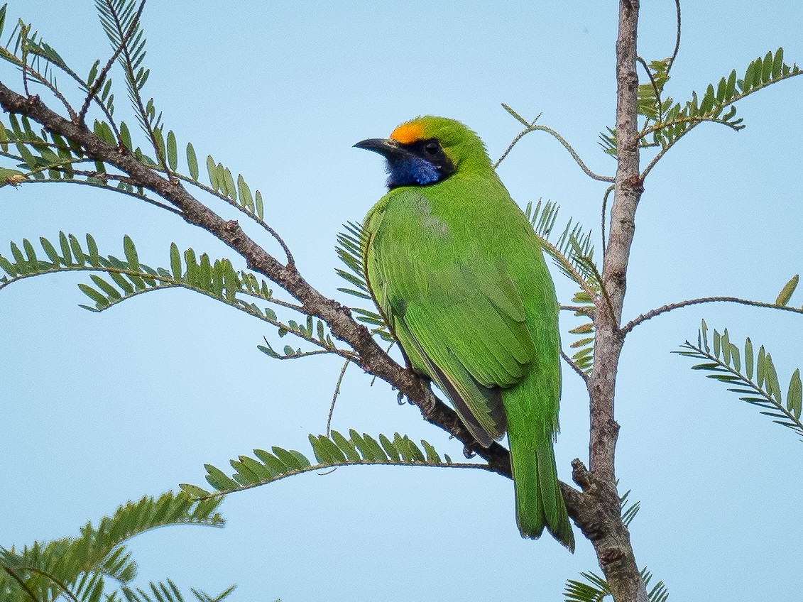 Golden-fronted Leafbird - ML282957081