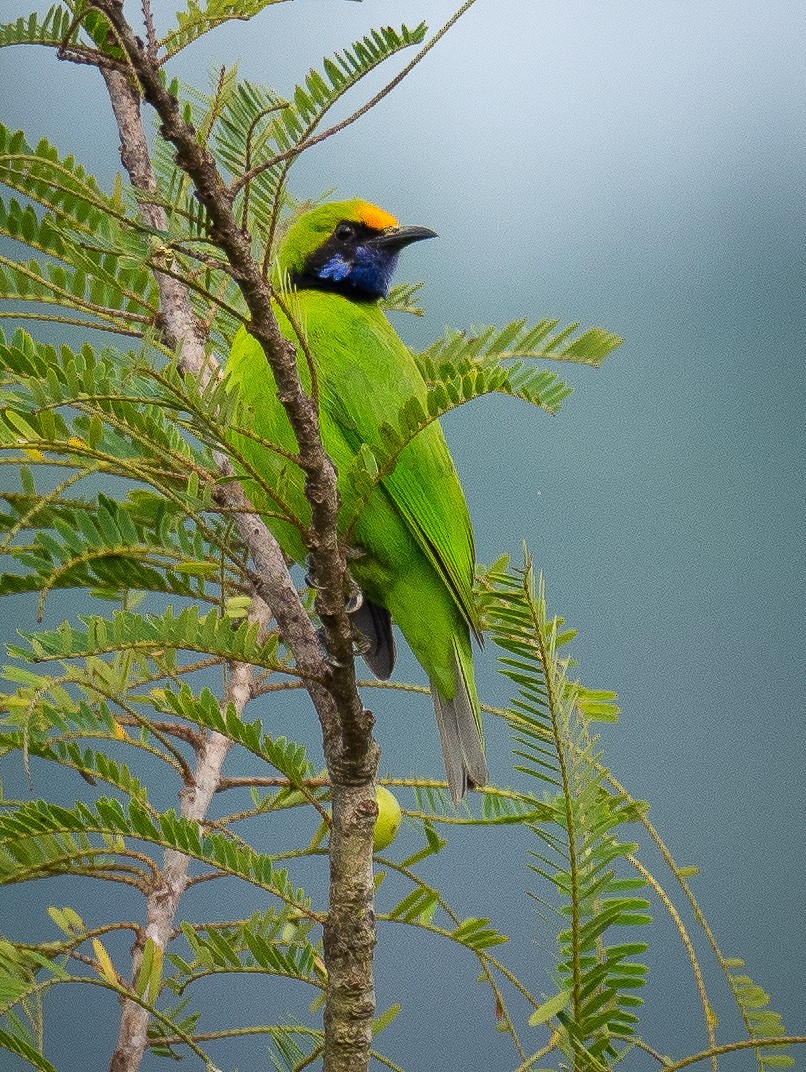 Golden-fronted Leafbird - Anonymous