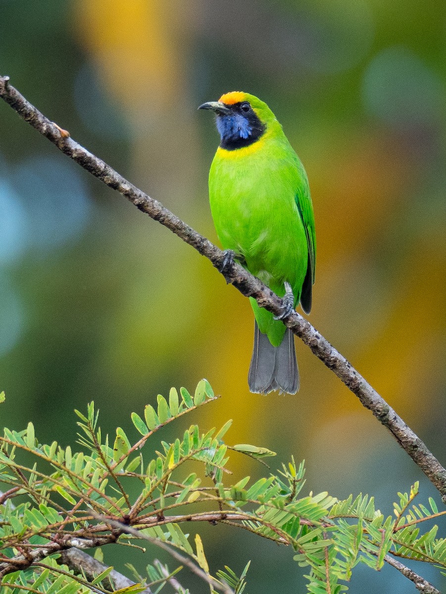 Golden-fronted Leafbird - ML282957111