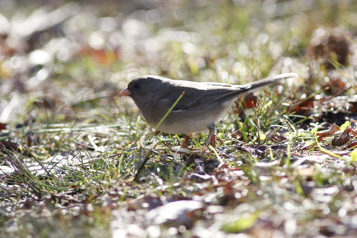 Dark-eyed Junco (Slate-colored) - ML282957531