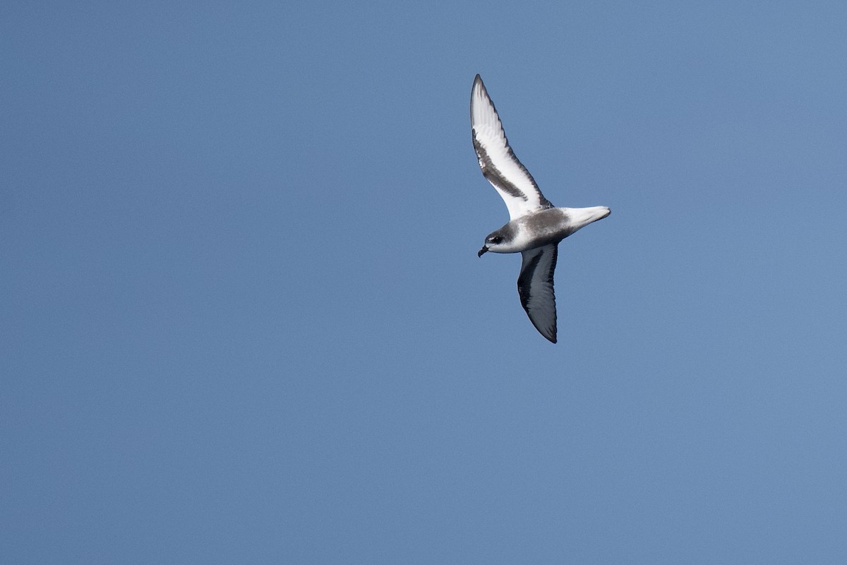 Mottled Petrel - ML282958261