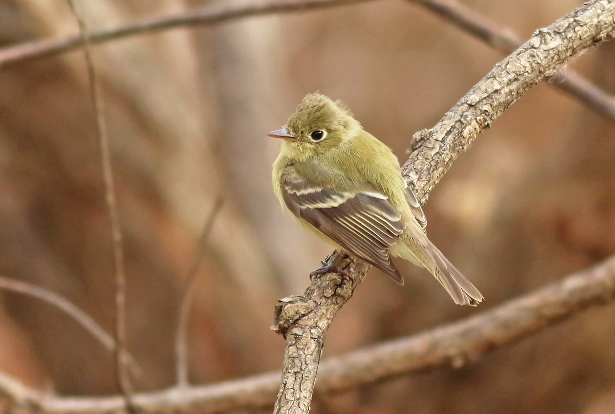 Western Flycatcher (Pacific-slope) - ML282959371