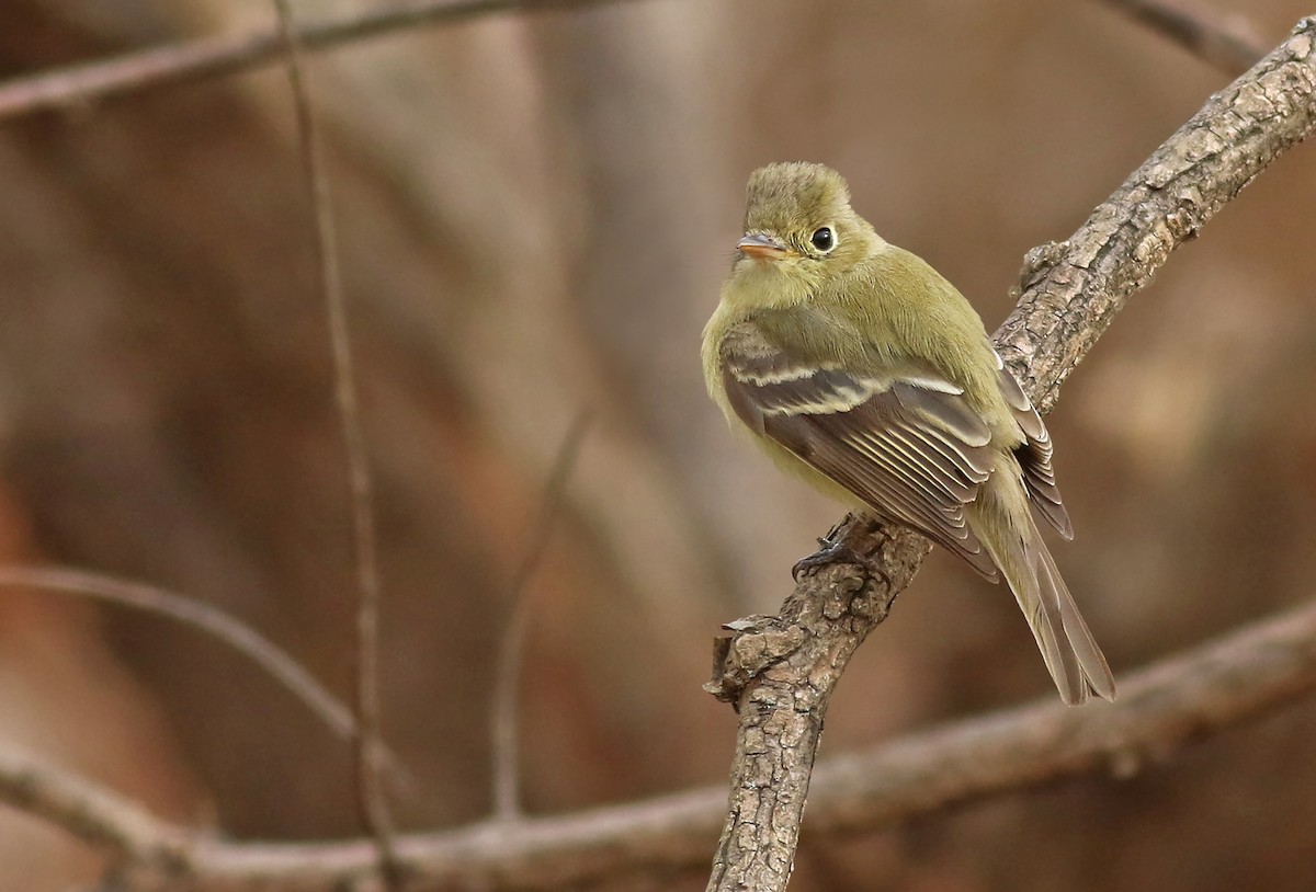 Western Flycatcher (Pacific-slope) - ML282959381