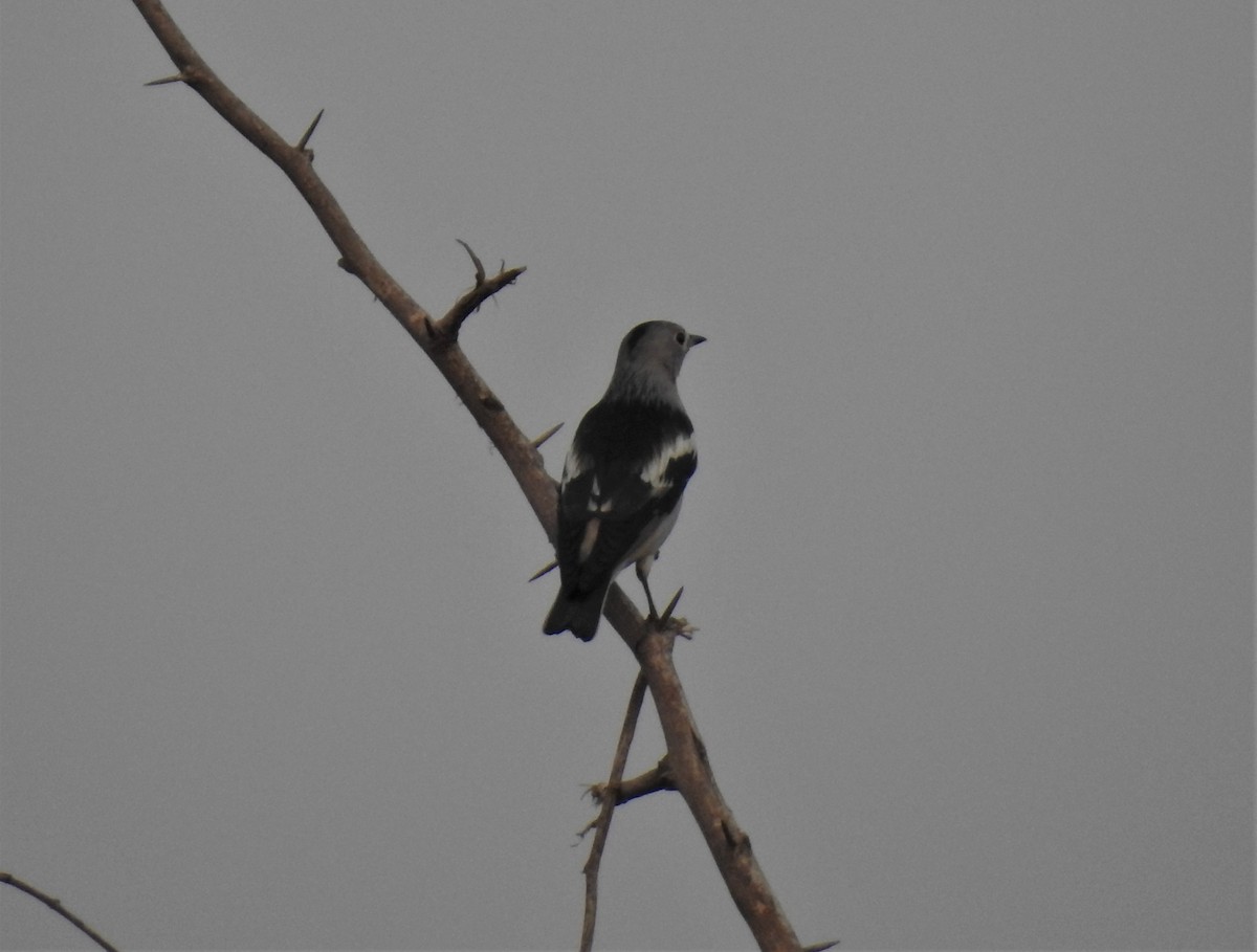 Daurian Starling - ML282960341