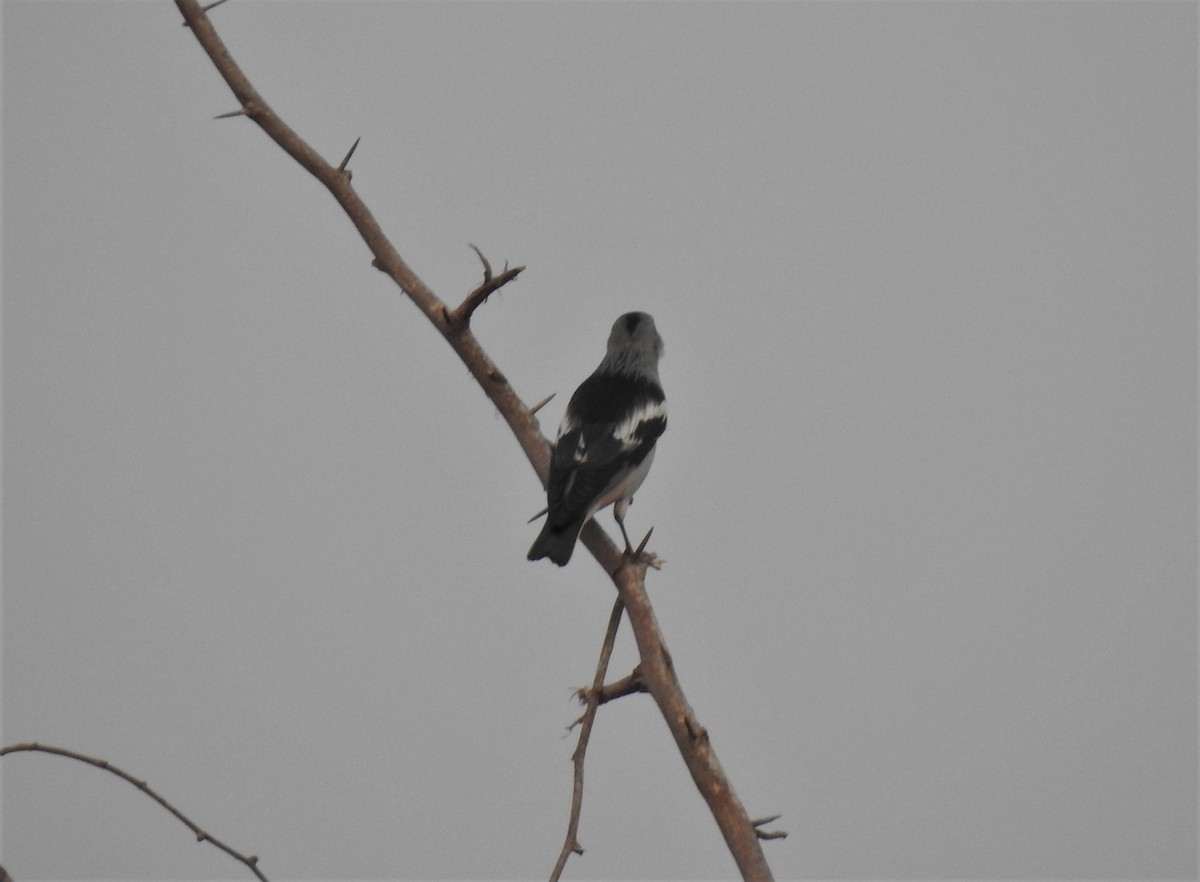 Daurian Starling - ML282960361