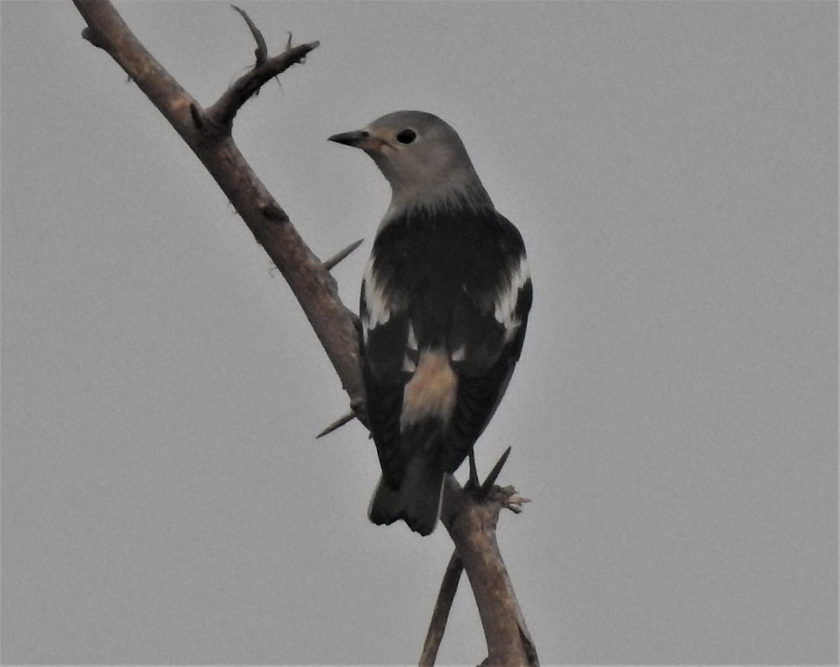 Daurian Starling - ML282960411