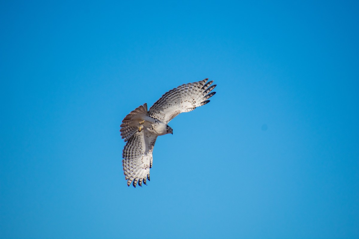 Red-tailed Hawk - ML282962211