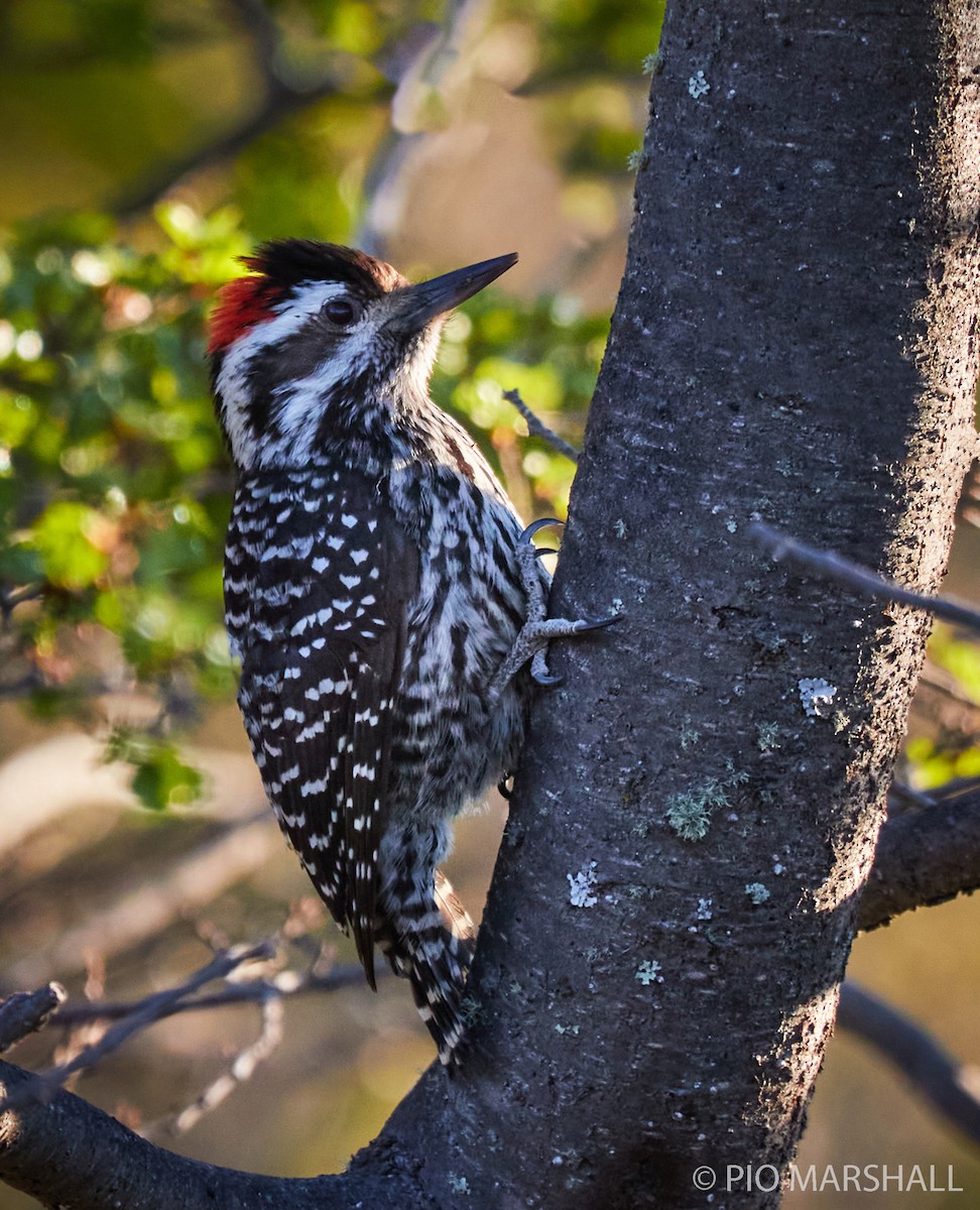 Striped Woodpecker - ML282962801