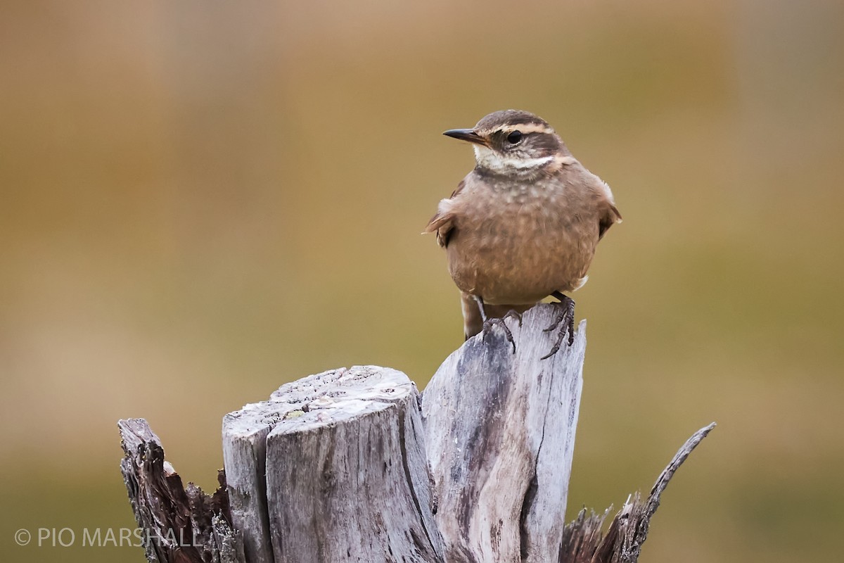 Buff-winged Cinclodes - ML282963761