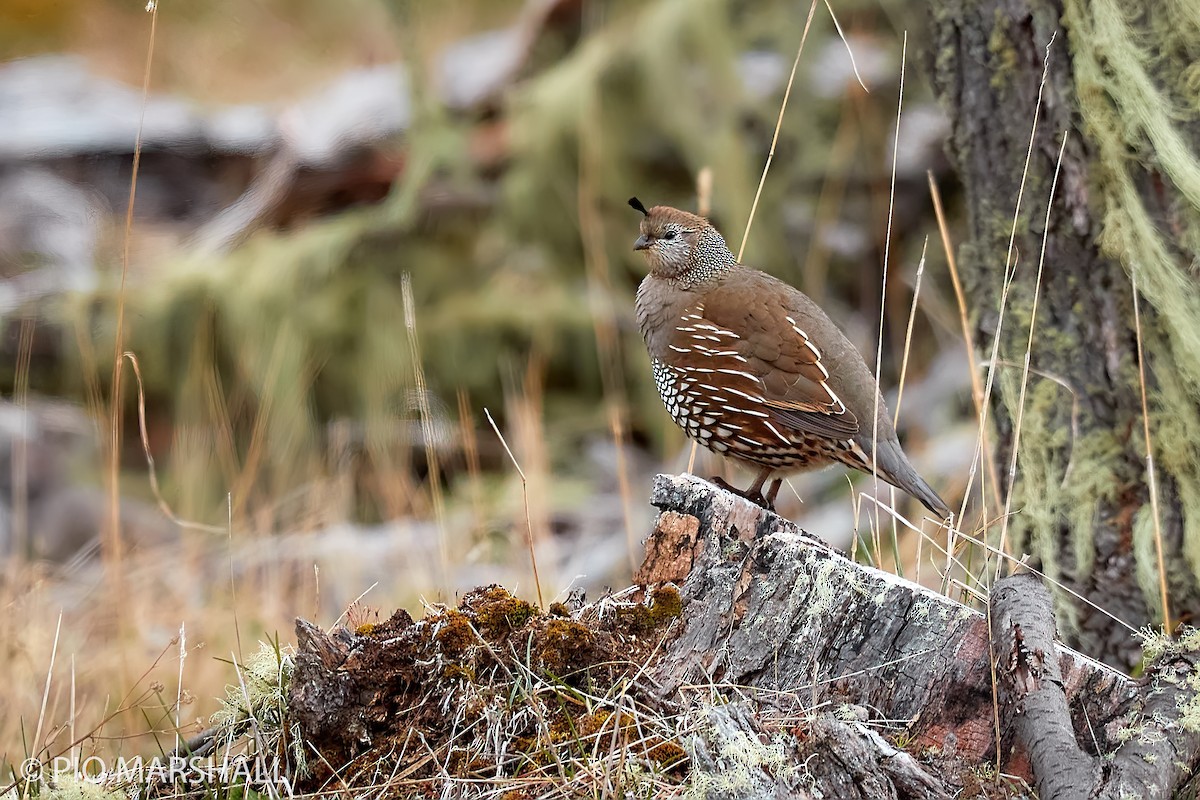 California Quail - ML282963821