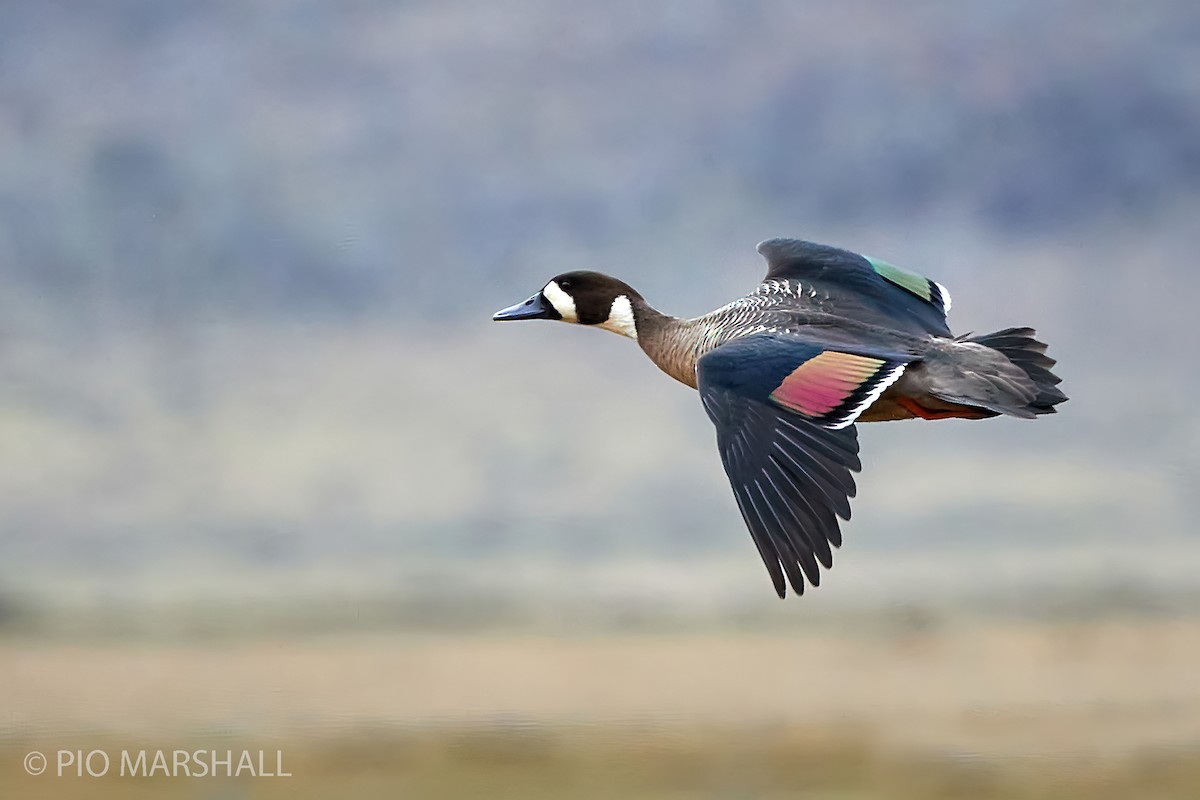 Spectacled Duck - ML282964001