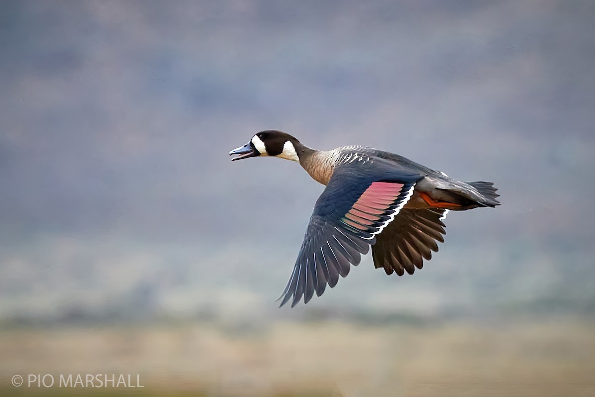 Spectacled Duck - ML282964011