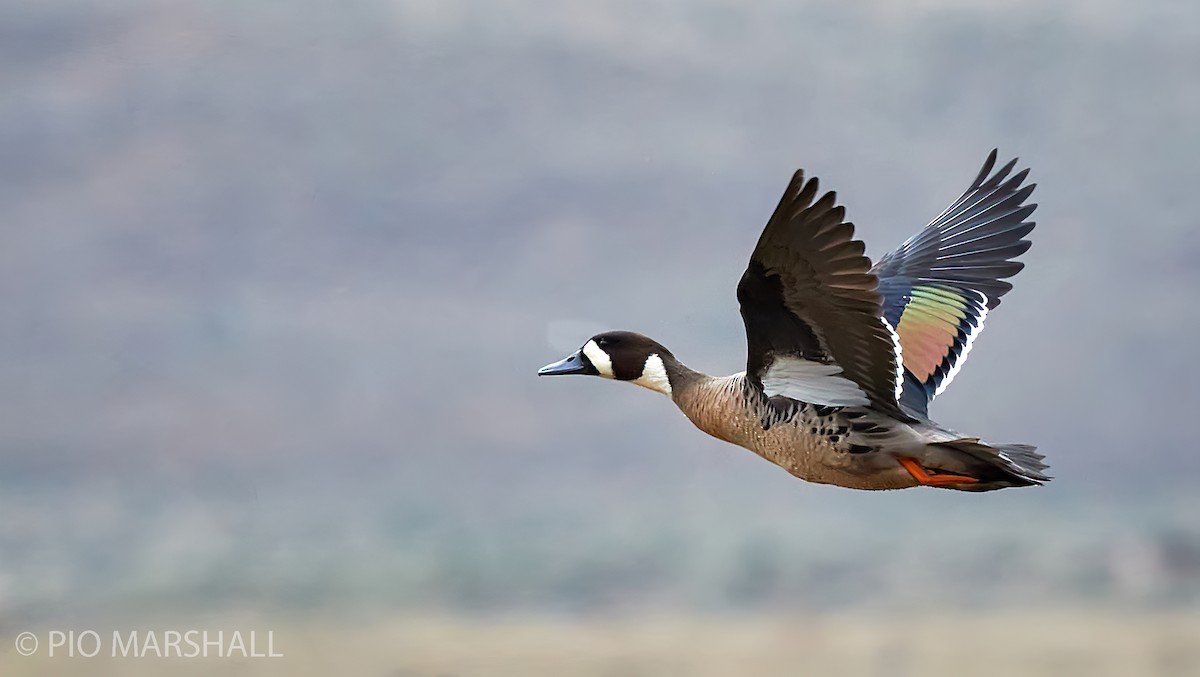 Spectacled Duck - ML282964071