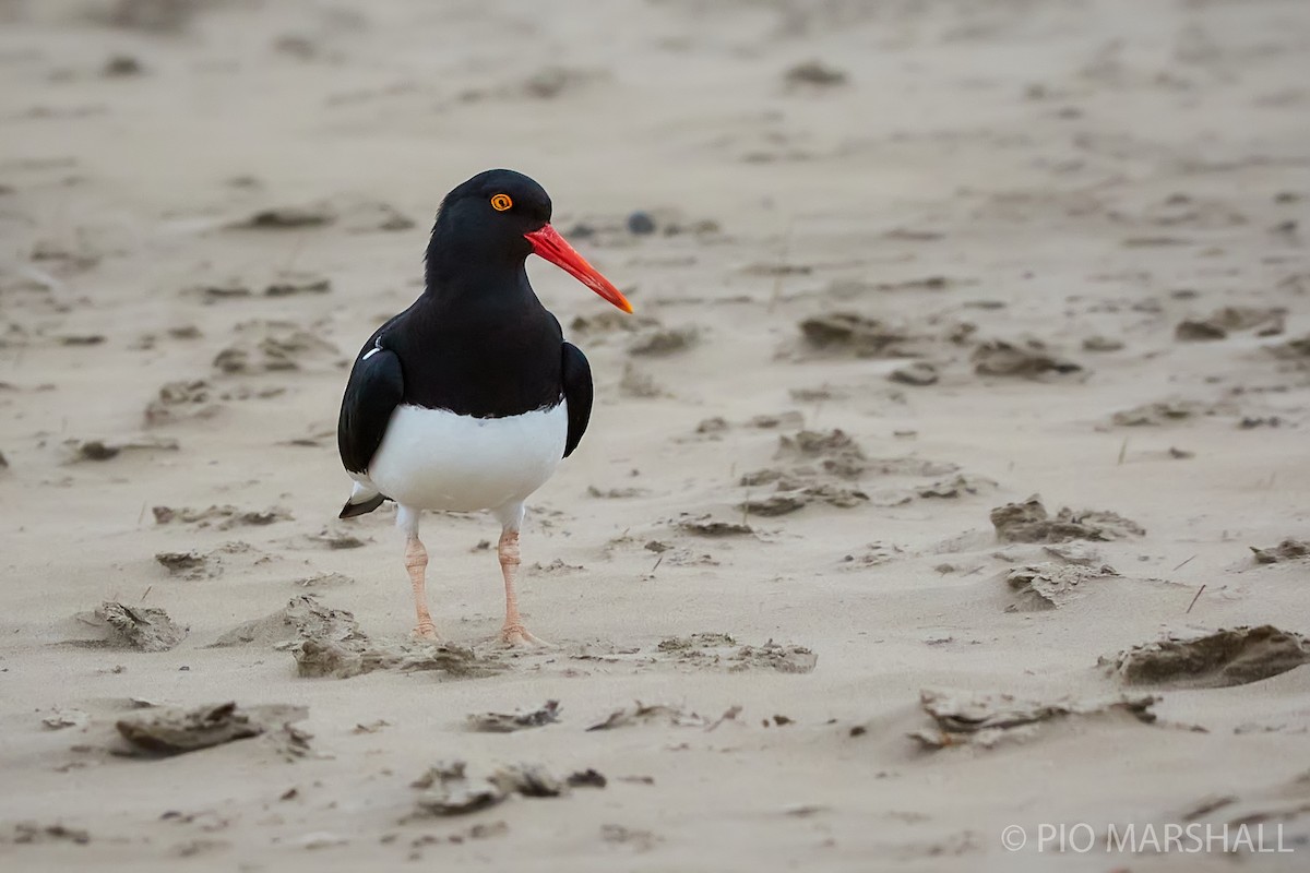 Magellanic Oystercatcher - Pio Marshall