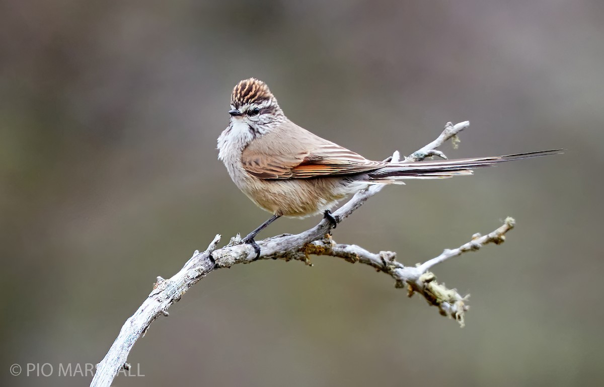 Plain-mantled Tit-Spinetail - ML282964241