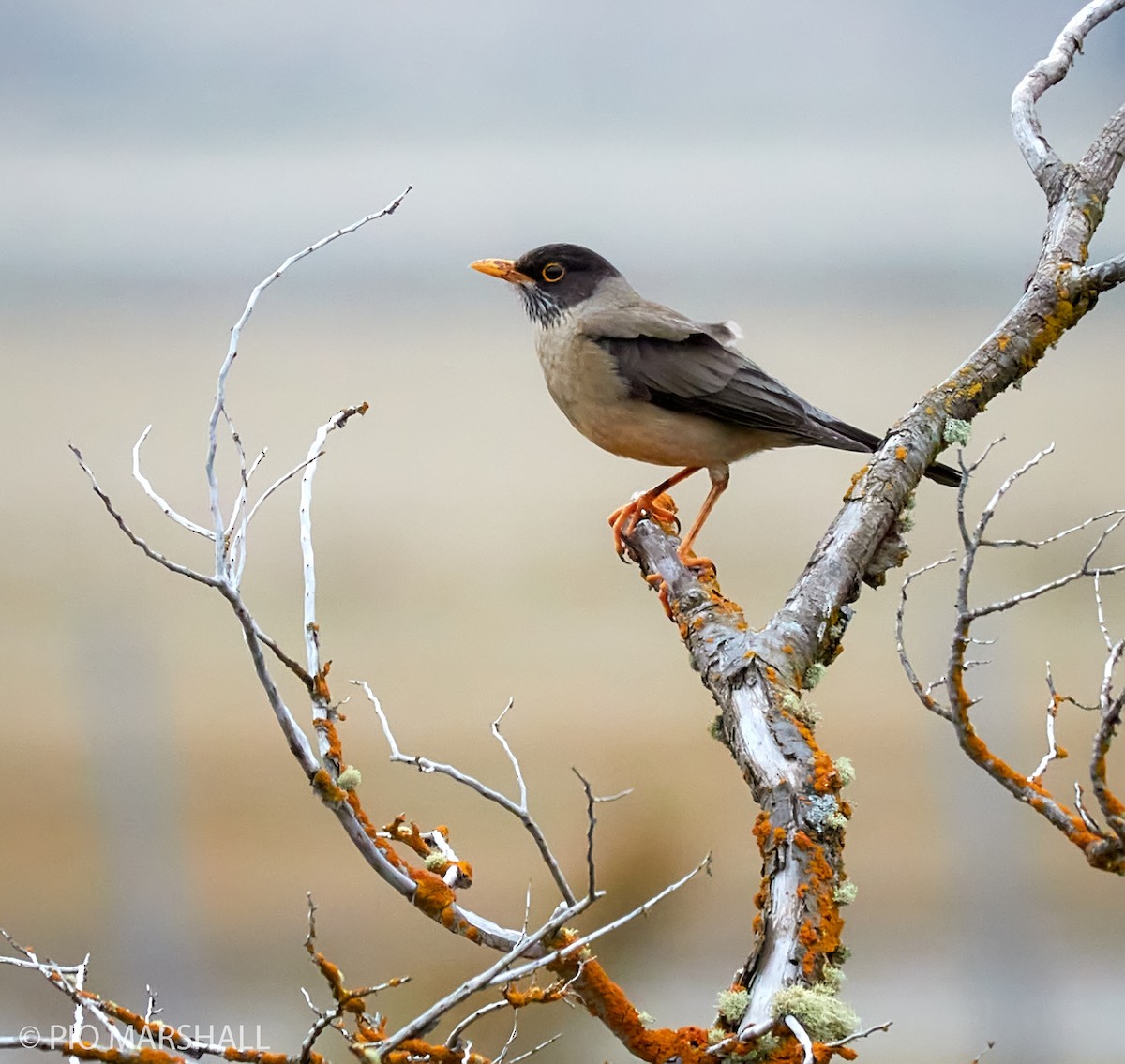 Zorzal Patagón - ML282964281