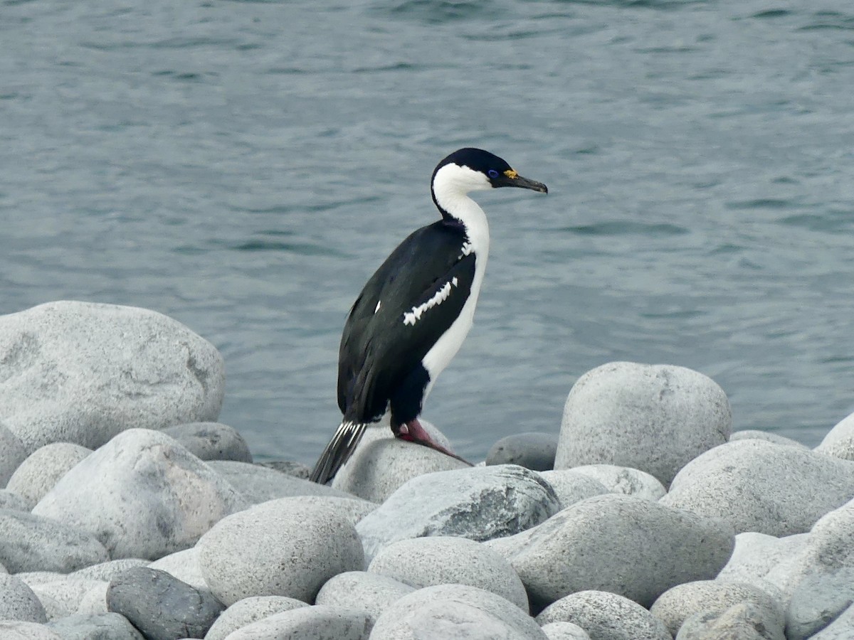 Antarctic Shag - Maggie Geer