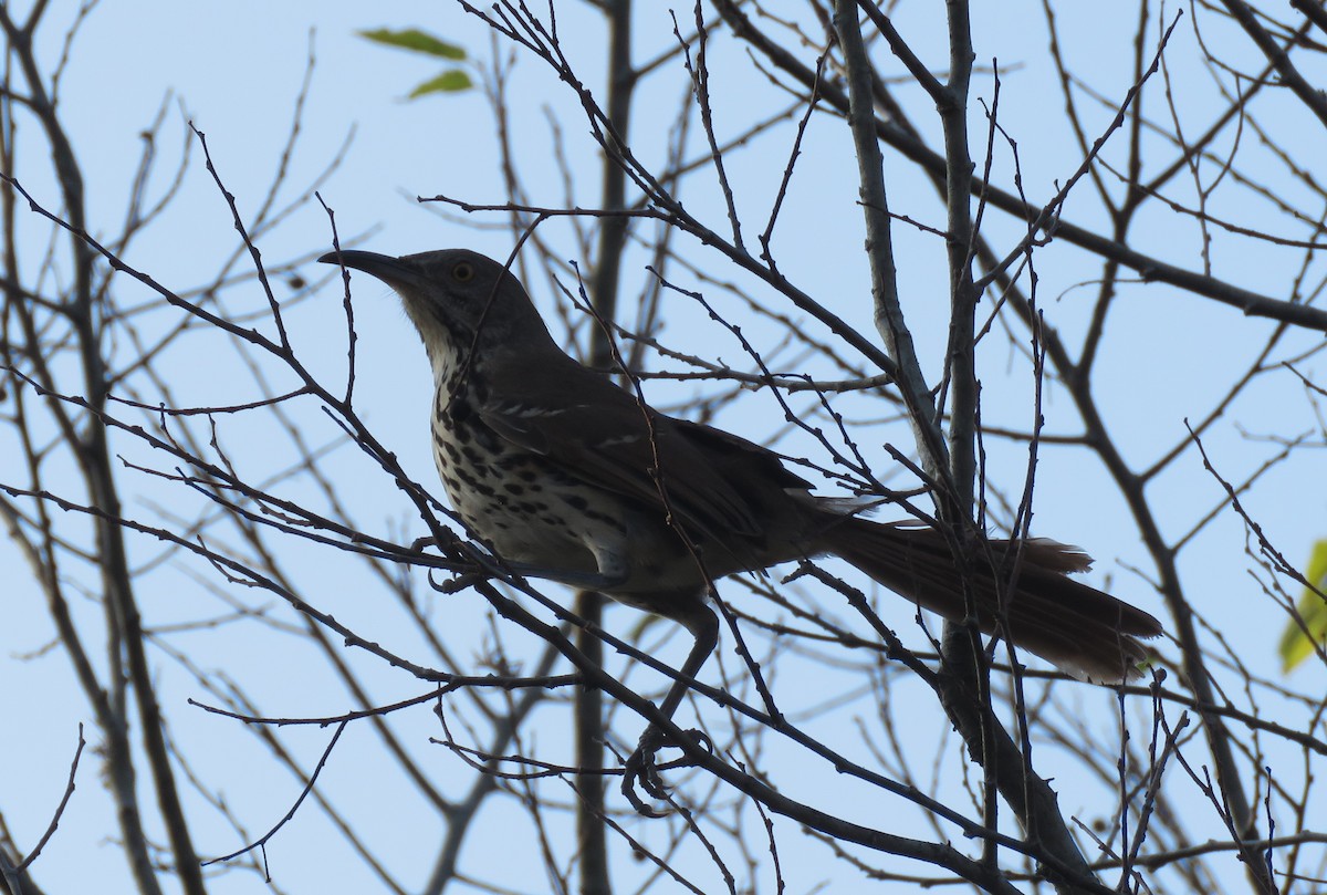 Long-billed Thrasher - ML282965261