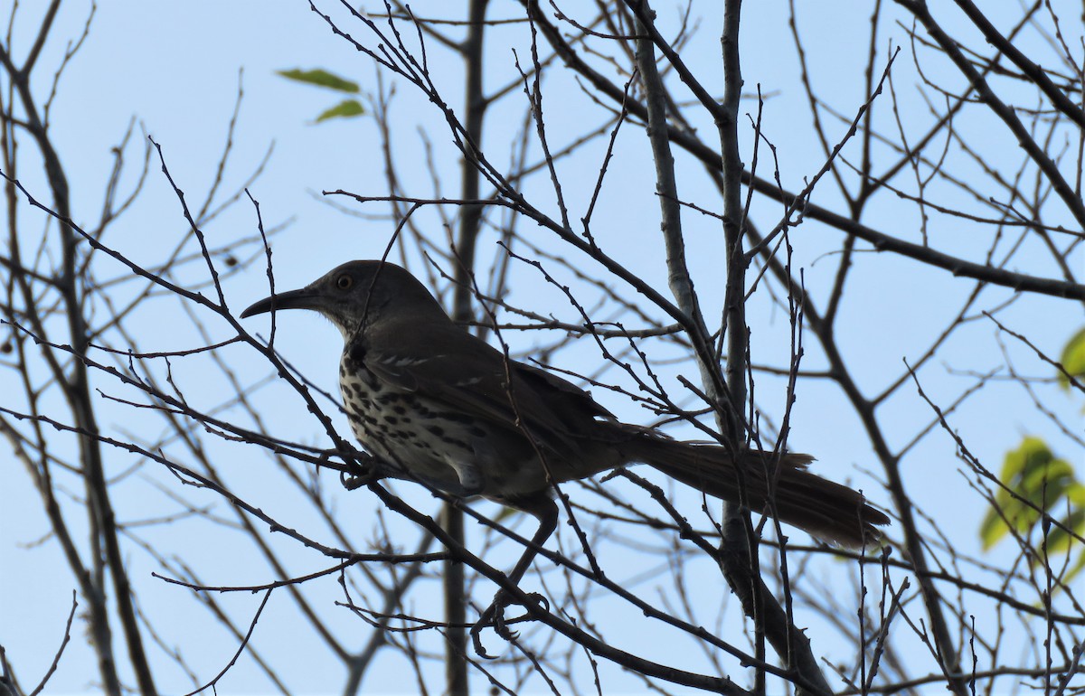 Long-billed Thrasher - ML282965271