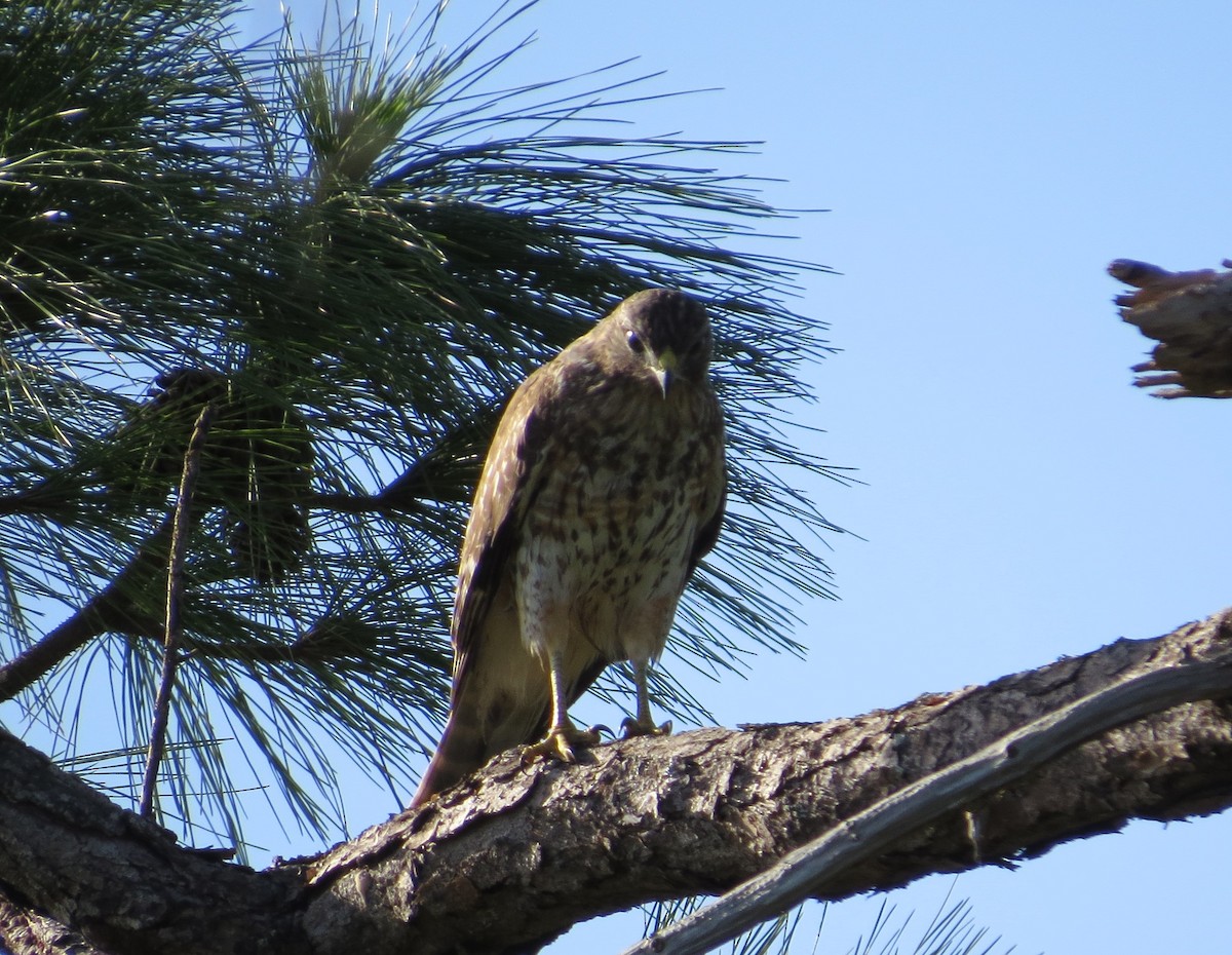 Red-shouldered Hawk - Aditya Nayak