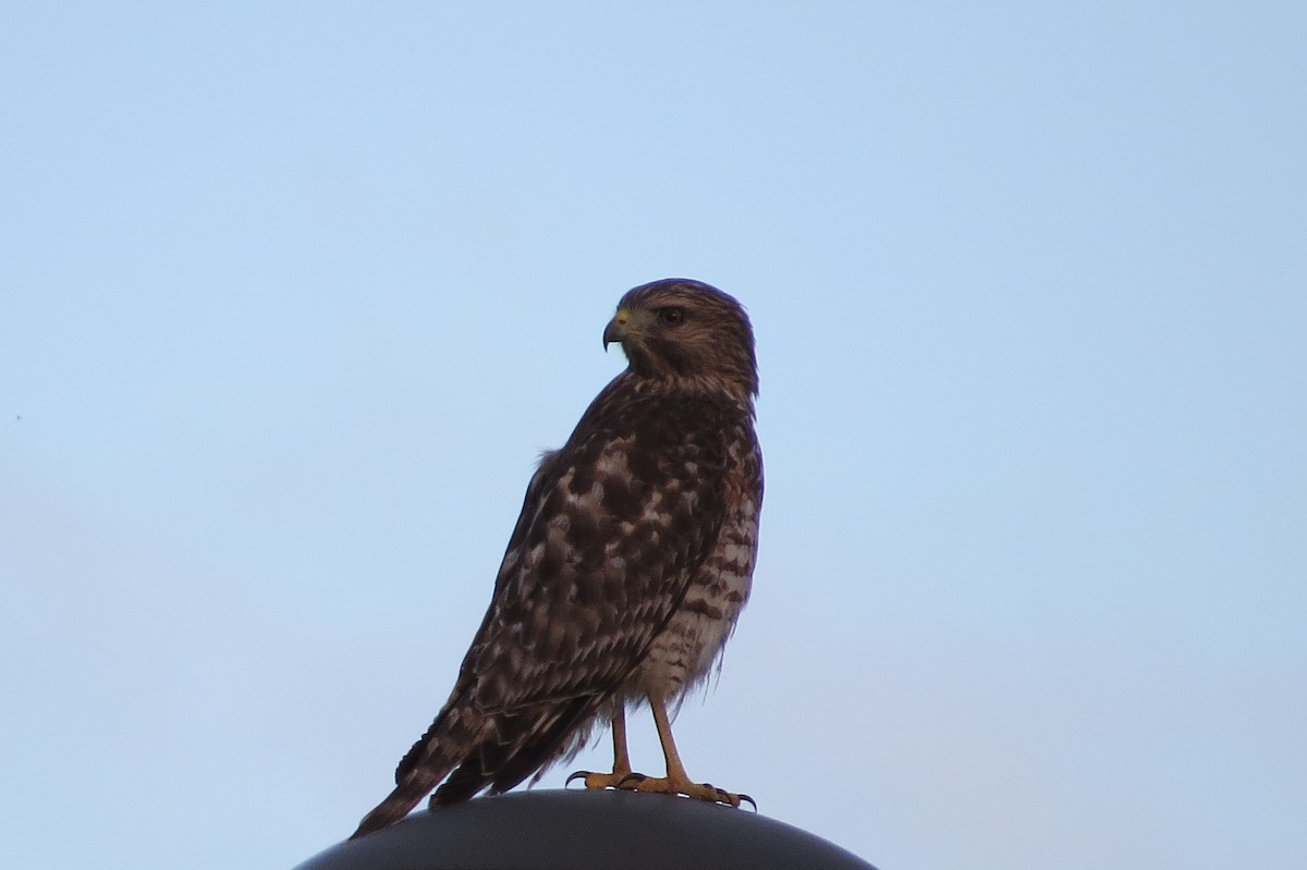 Red-shouldered Hawk - ML282967781