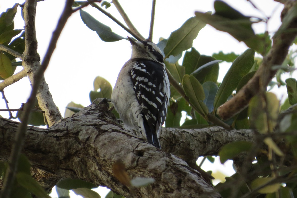 Downy Woodpecker (Eastern) - Aditya Nayak