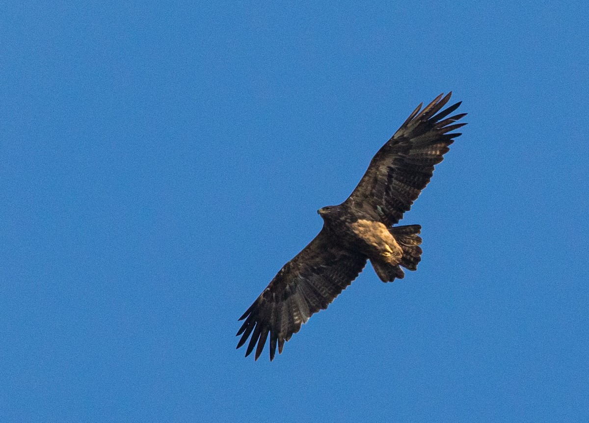 Steppe Eagle - Vinit Bajpai