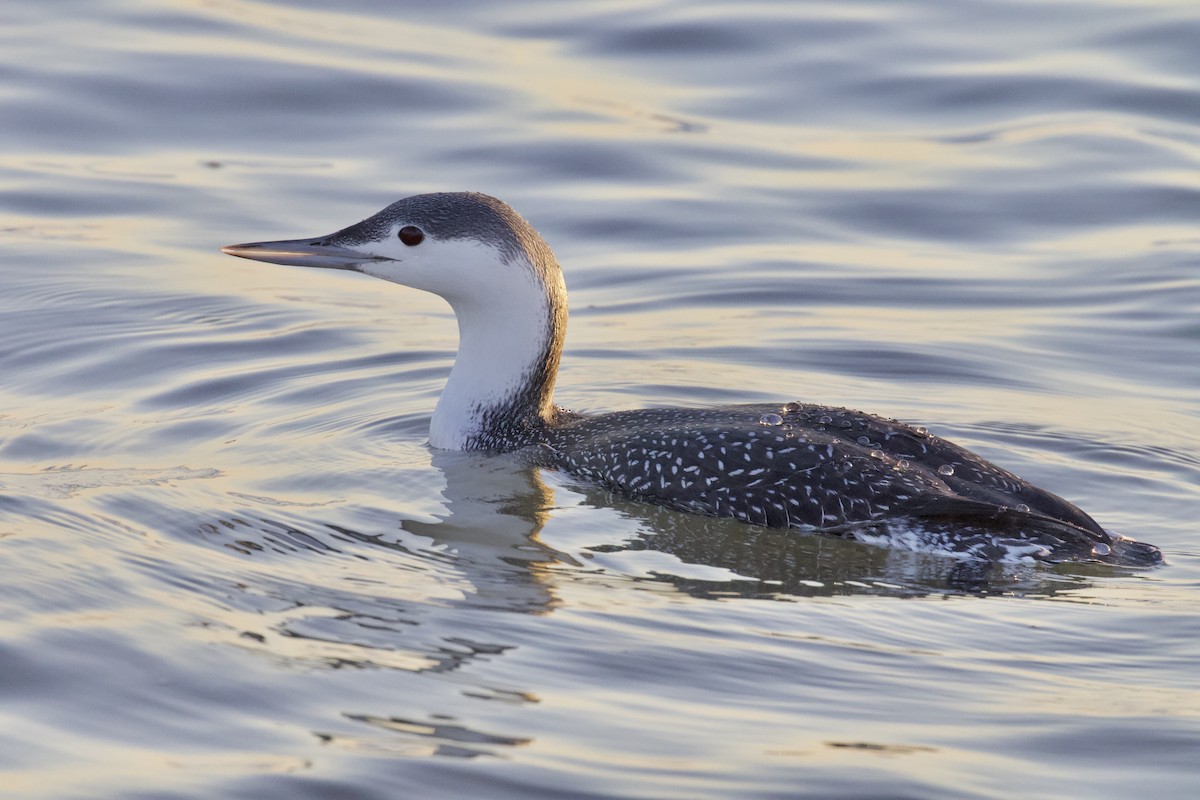 Red-throated Loon - ML282968561