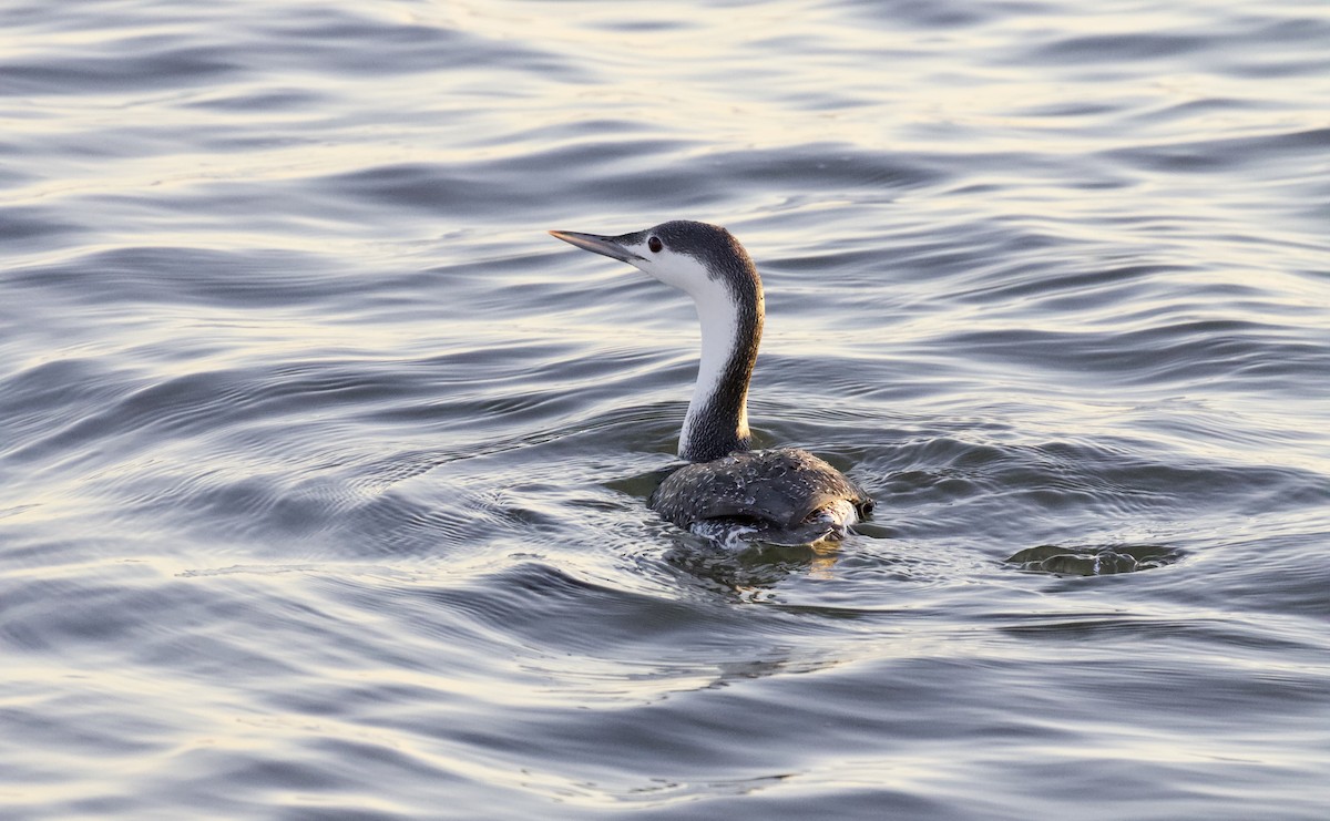 Red-throated Loon - ML282968601