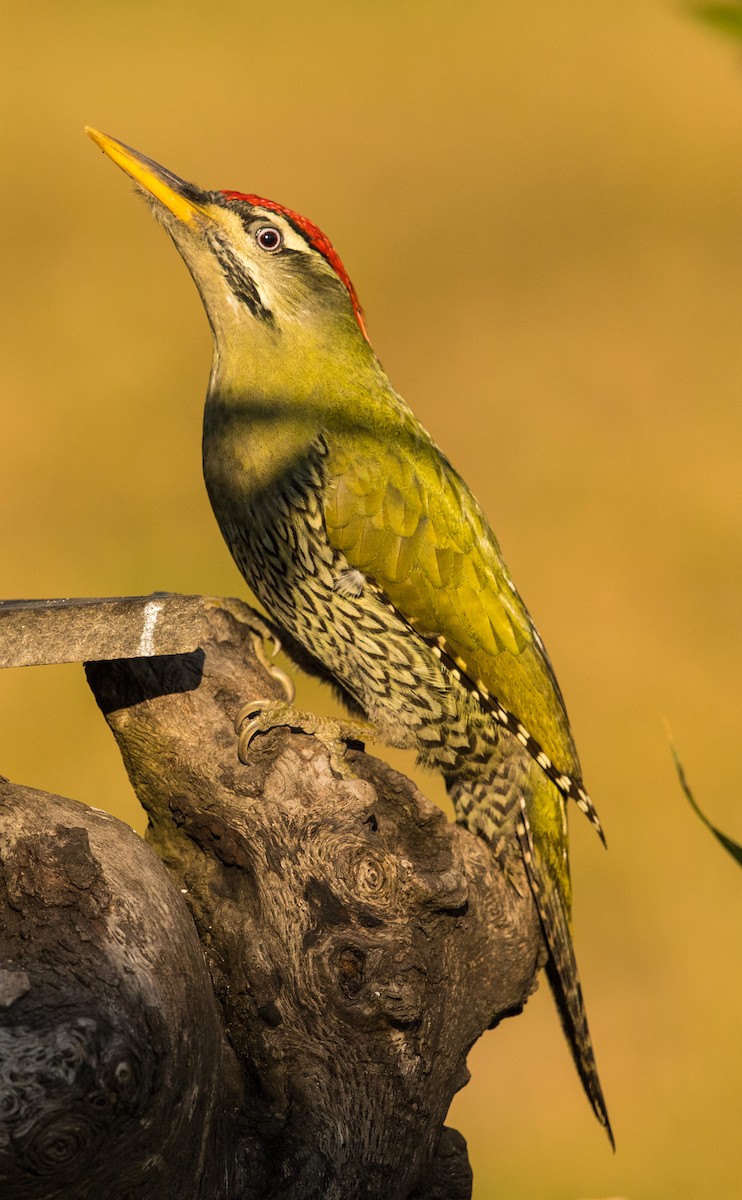 Scaly-bellied Woodpecker - Vinit Bajpai