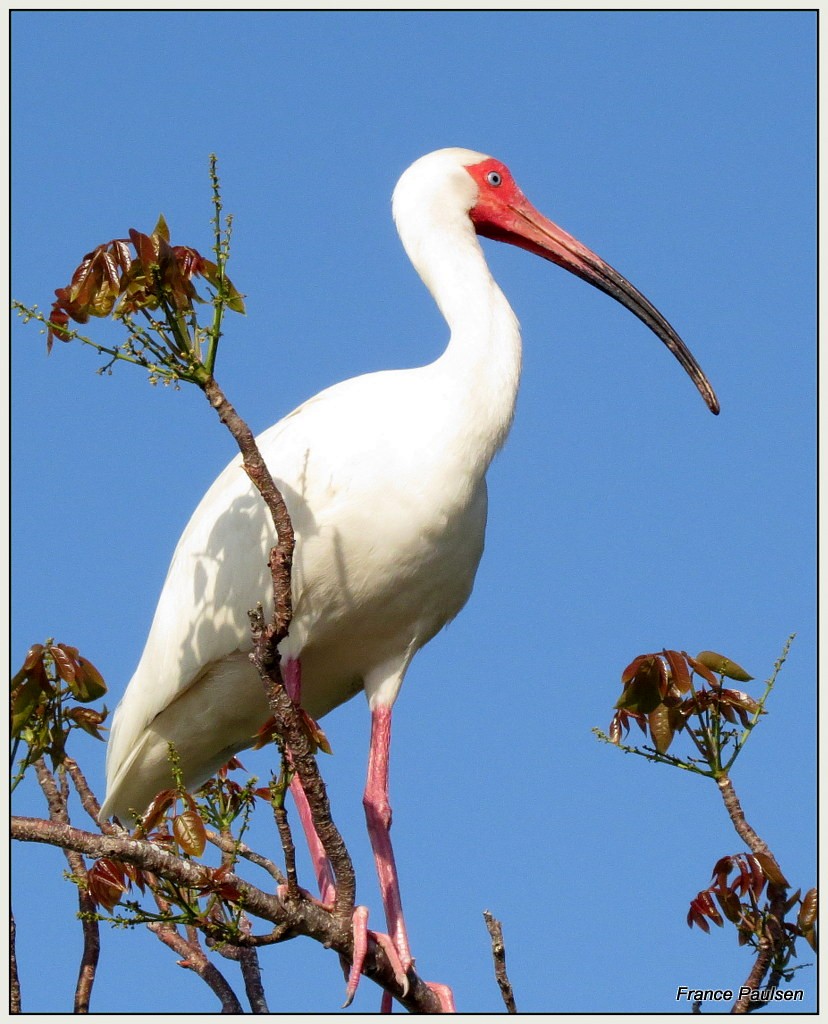 ibis bílý - ML28296971