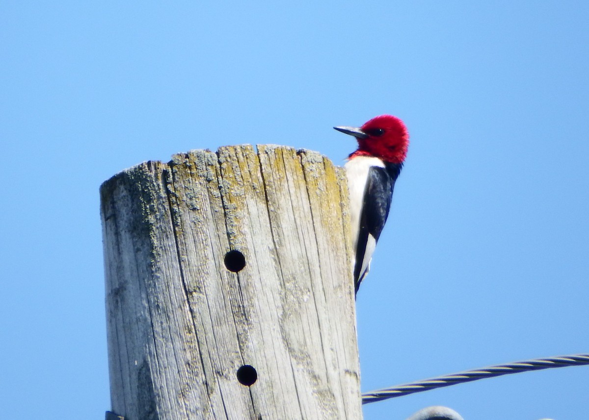 Red-headed Woodpecker - ML282969721