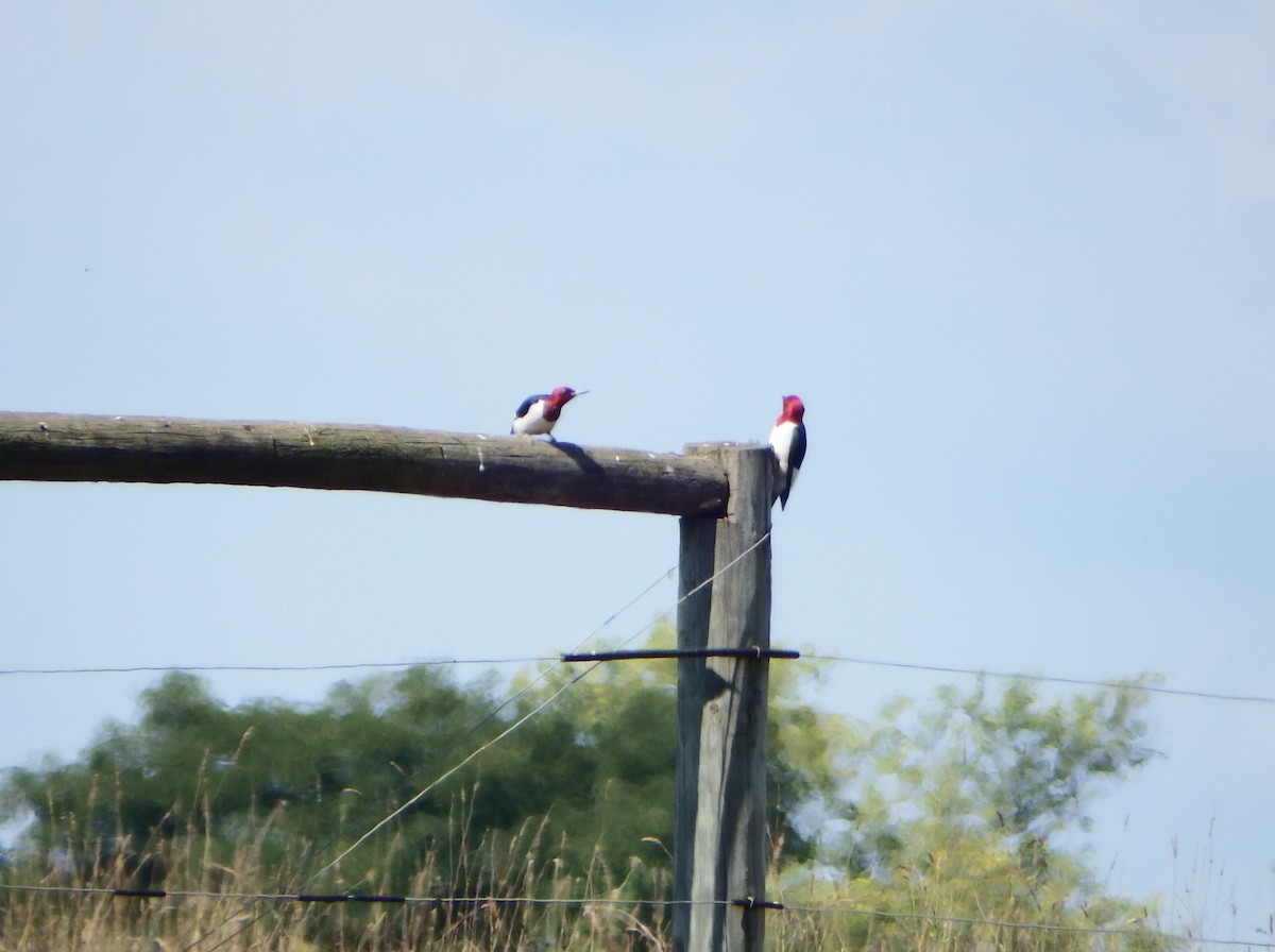 Red-headed Woodpecker - ML282969761